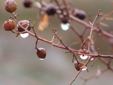 Dripping Berries