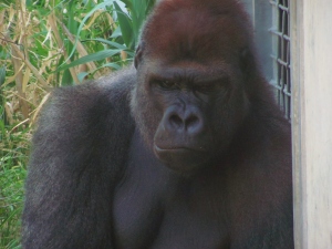 The Grumpy Gorilla